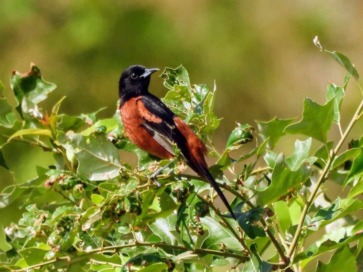 Orchard Oriole - ML620638366