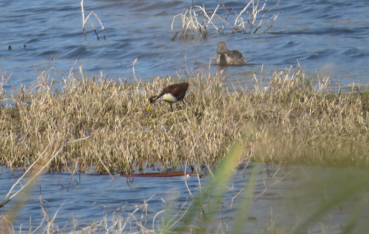 Northern Jacana - ML620638372