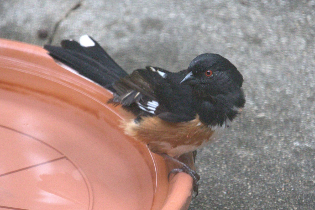 Eastern Towhee - ML620638391