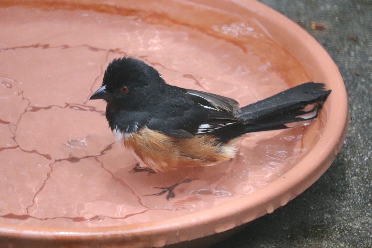 Eastern Towhee - ML620638392