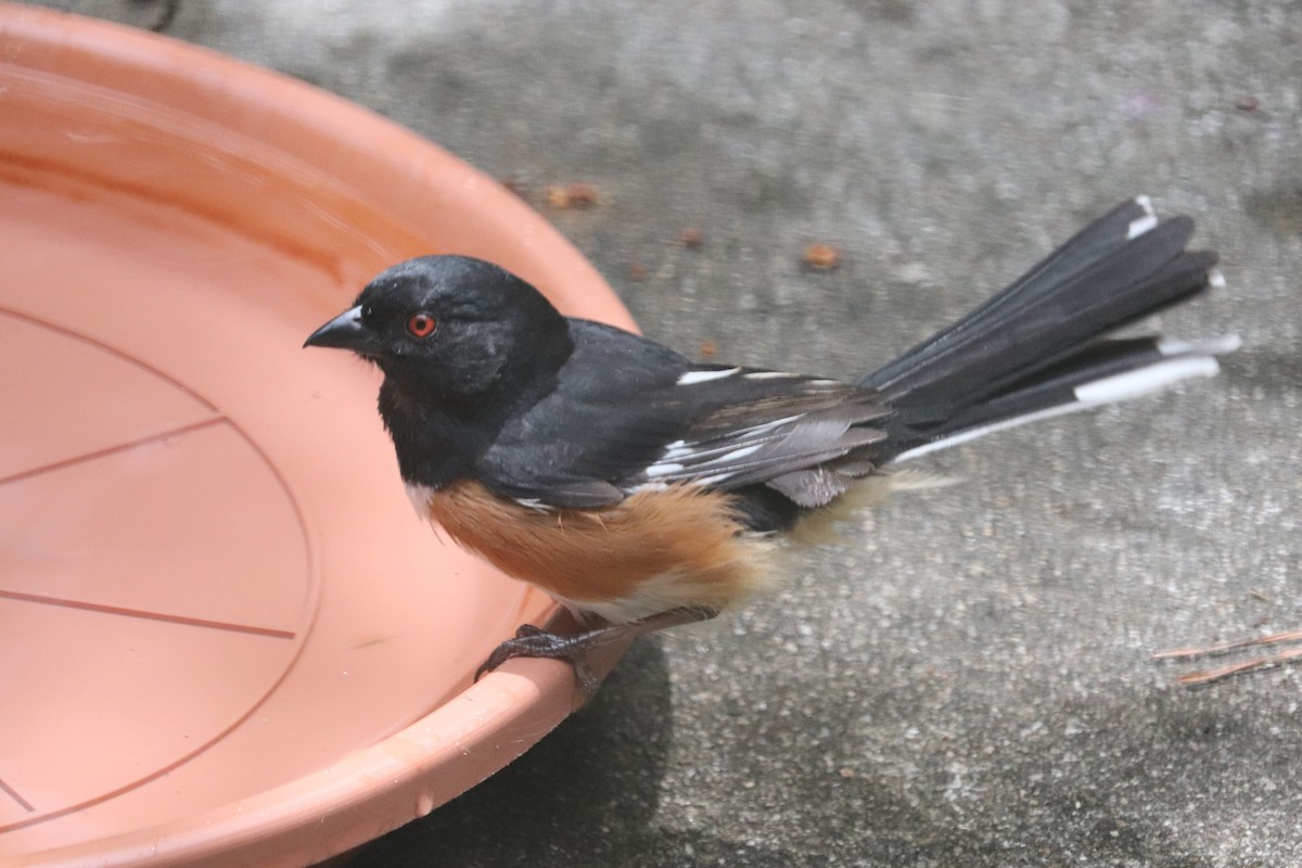 Eastern Towhee - Anonymous