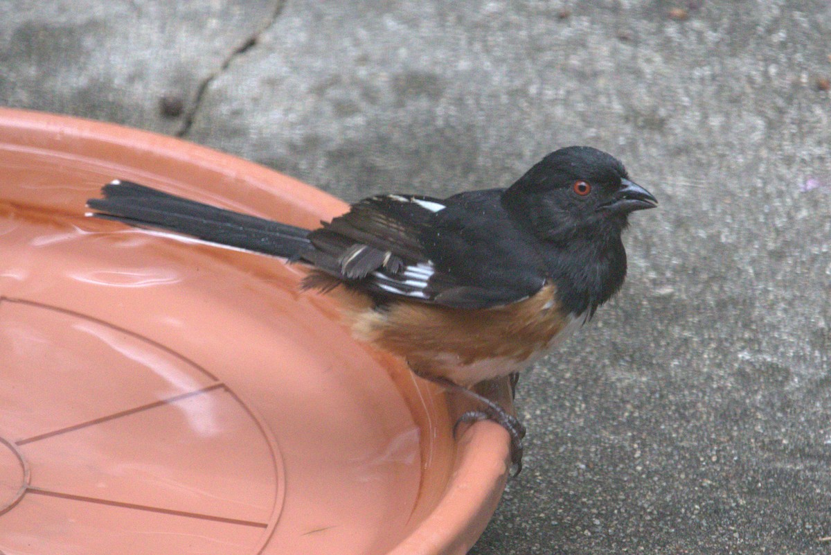 Eastern Towhee - ML620638394