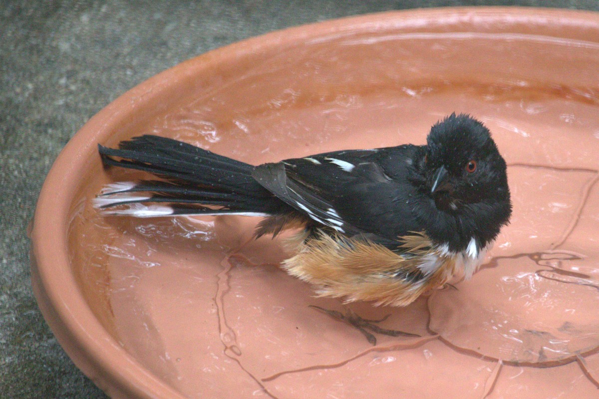 Eastern Towhee - ML620638395