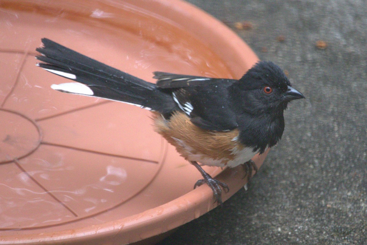 Eastern Towhee - ML620638396