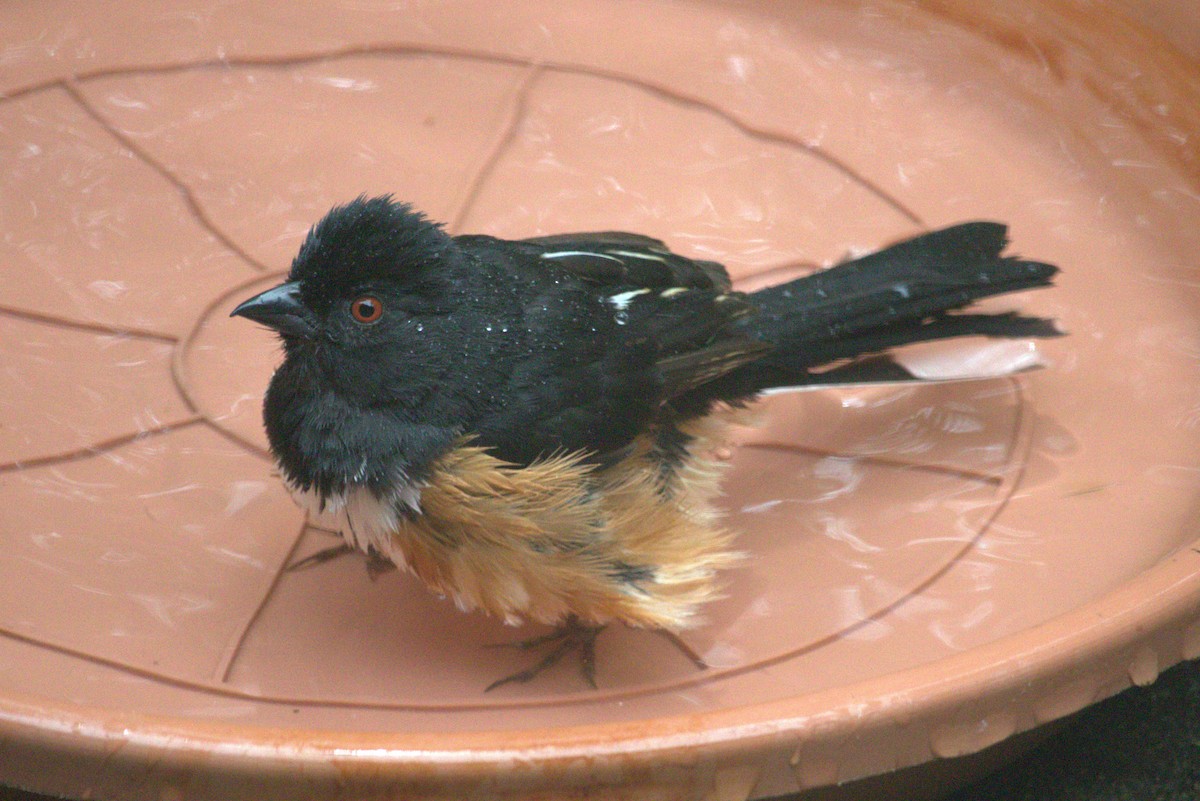 Eastern Towhee - ML620638397