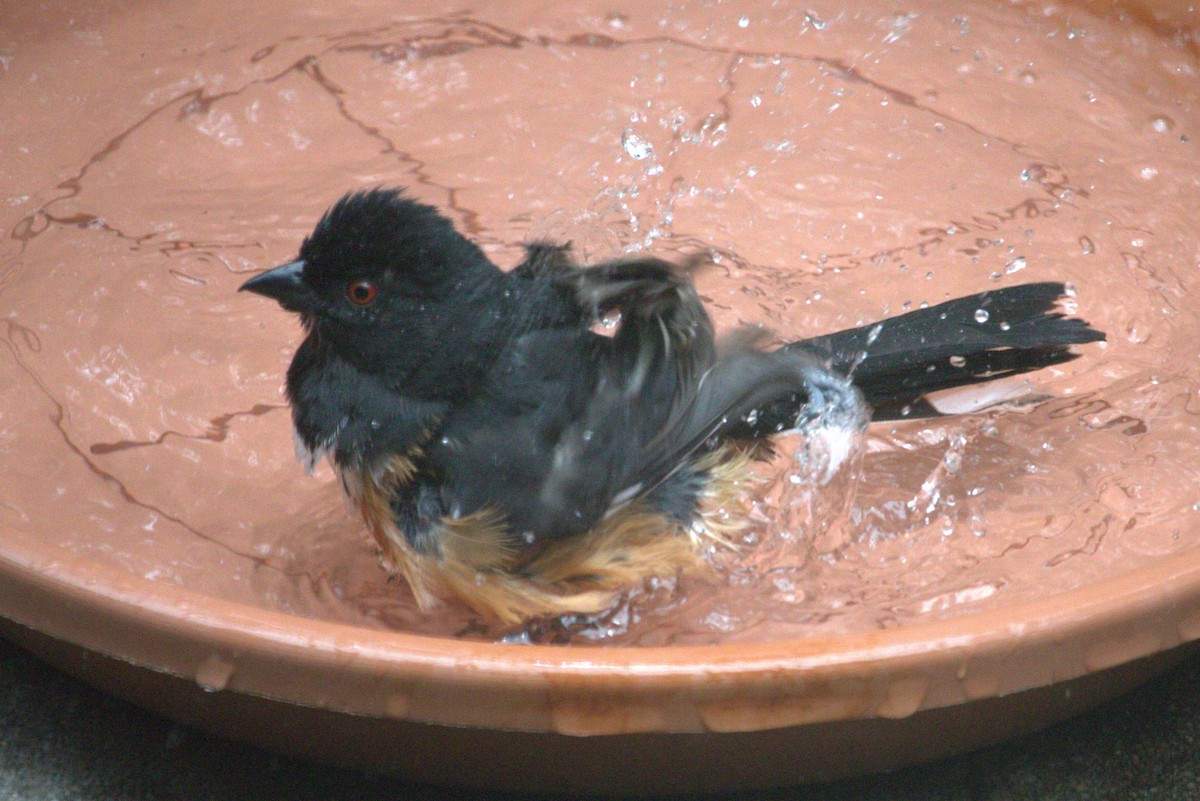 Eastern Towhee - ML620638398