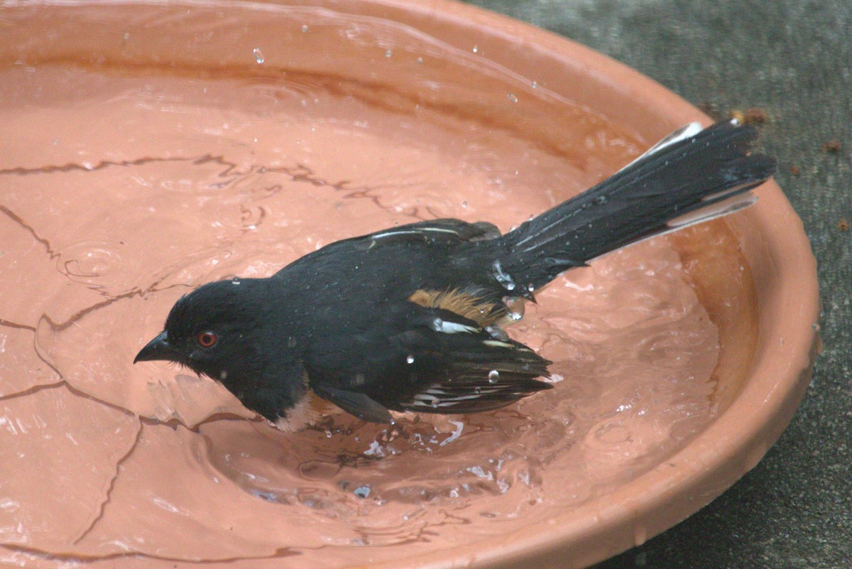 Eastern Towhee - ML620638399