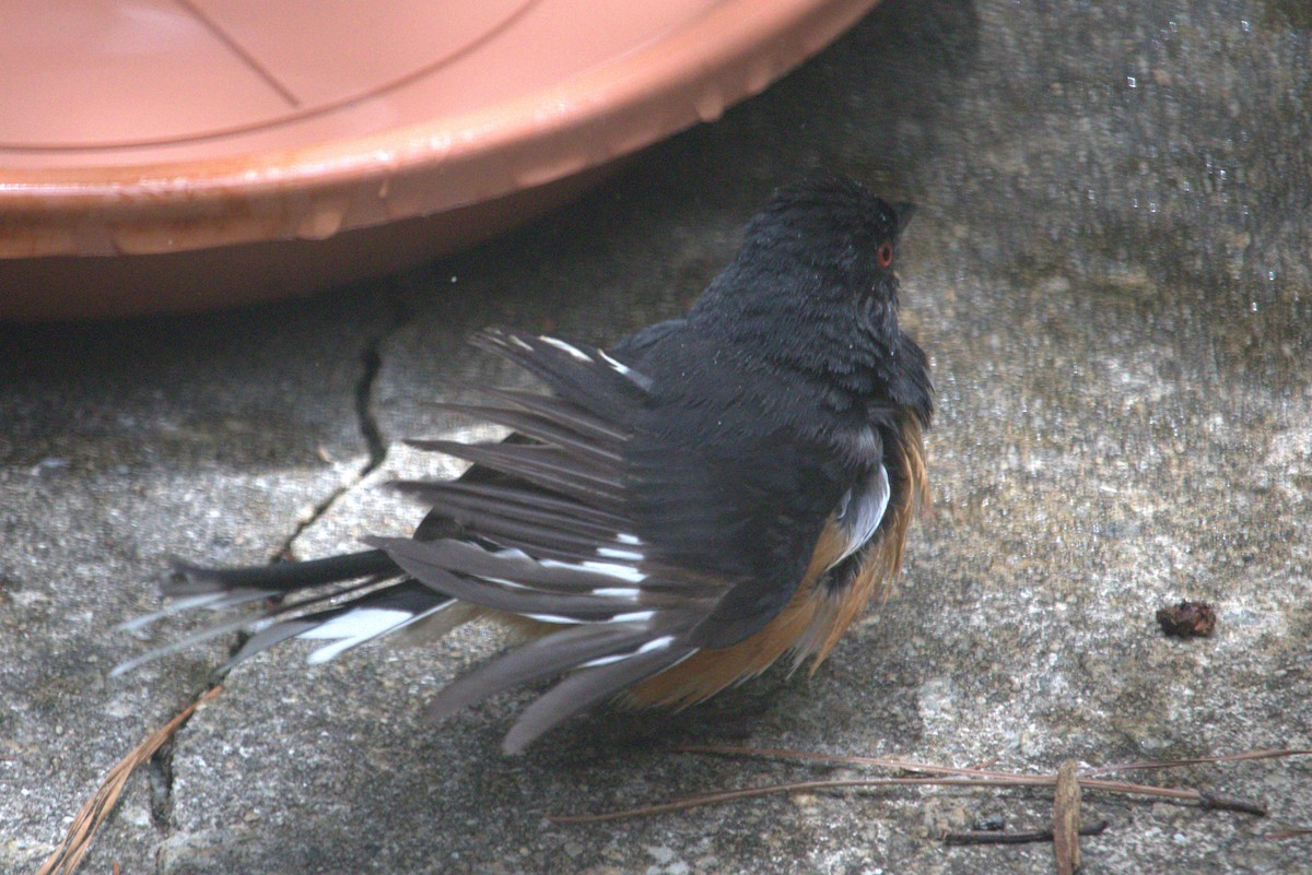 Eastern Towhee - Anonymous