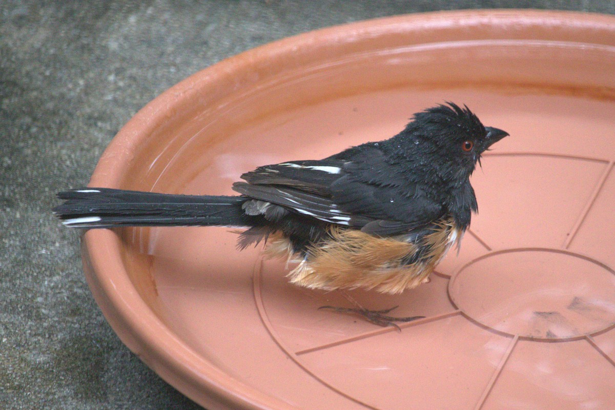 Eastern Towhee - ML620638401