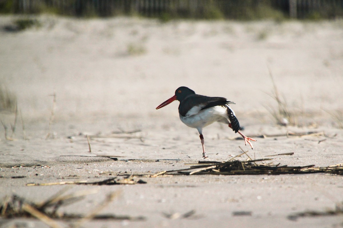 American Oystercatcher - ML620638415