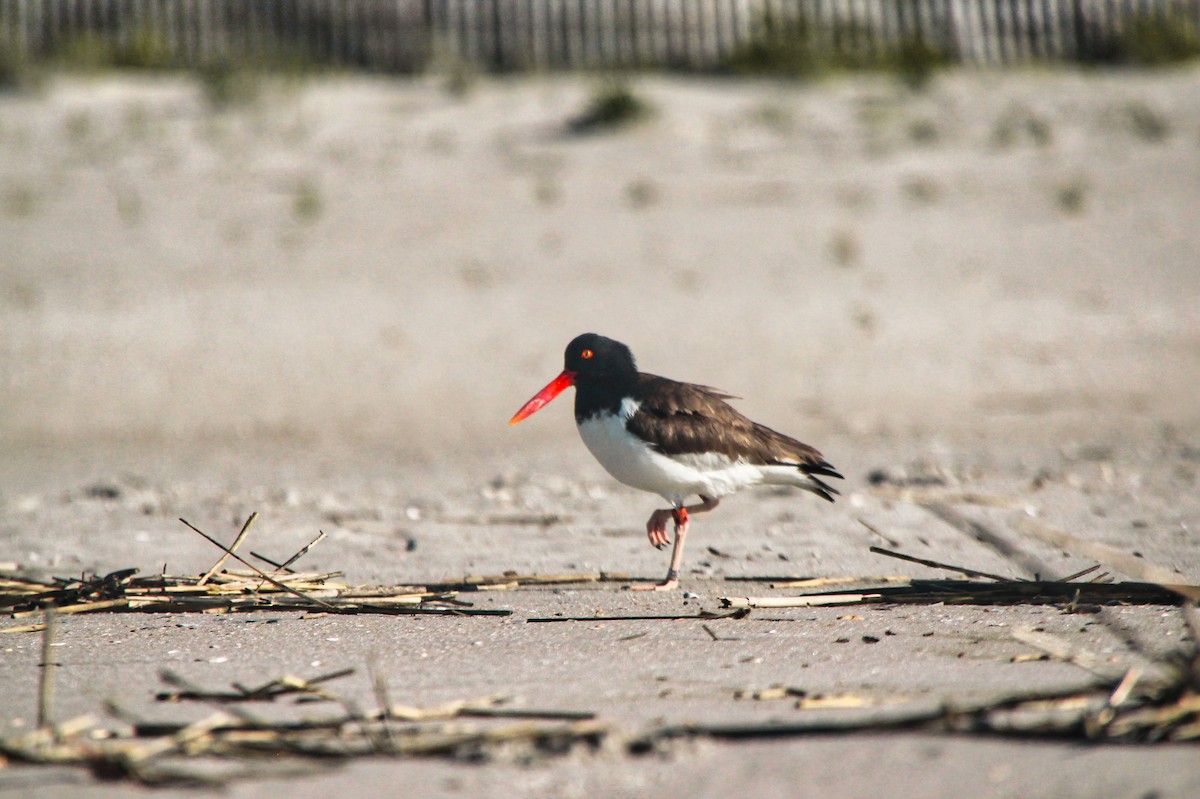 American Oystercatcher - Aspen Shih