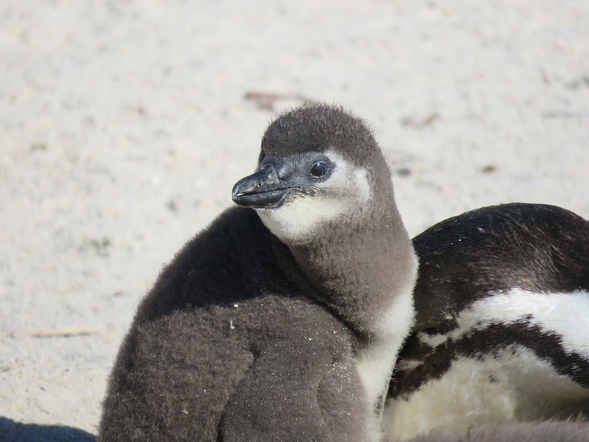 Pingüino de El Cabo - ML620638417