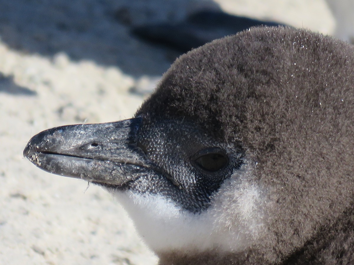 Pingüino de El Cabo - ML620638421