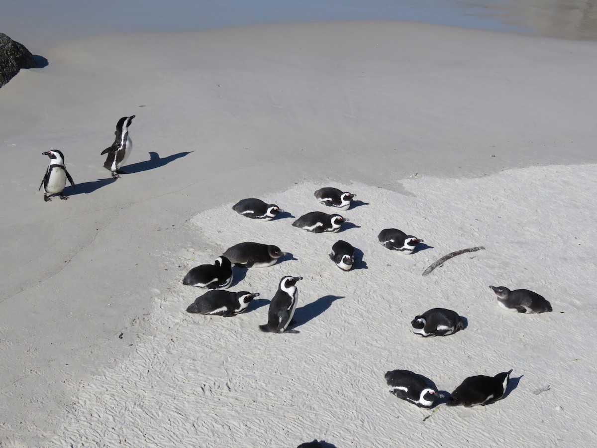 Pingüino de El Cabo - ML620638428