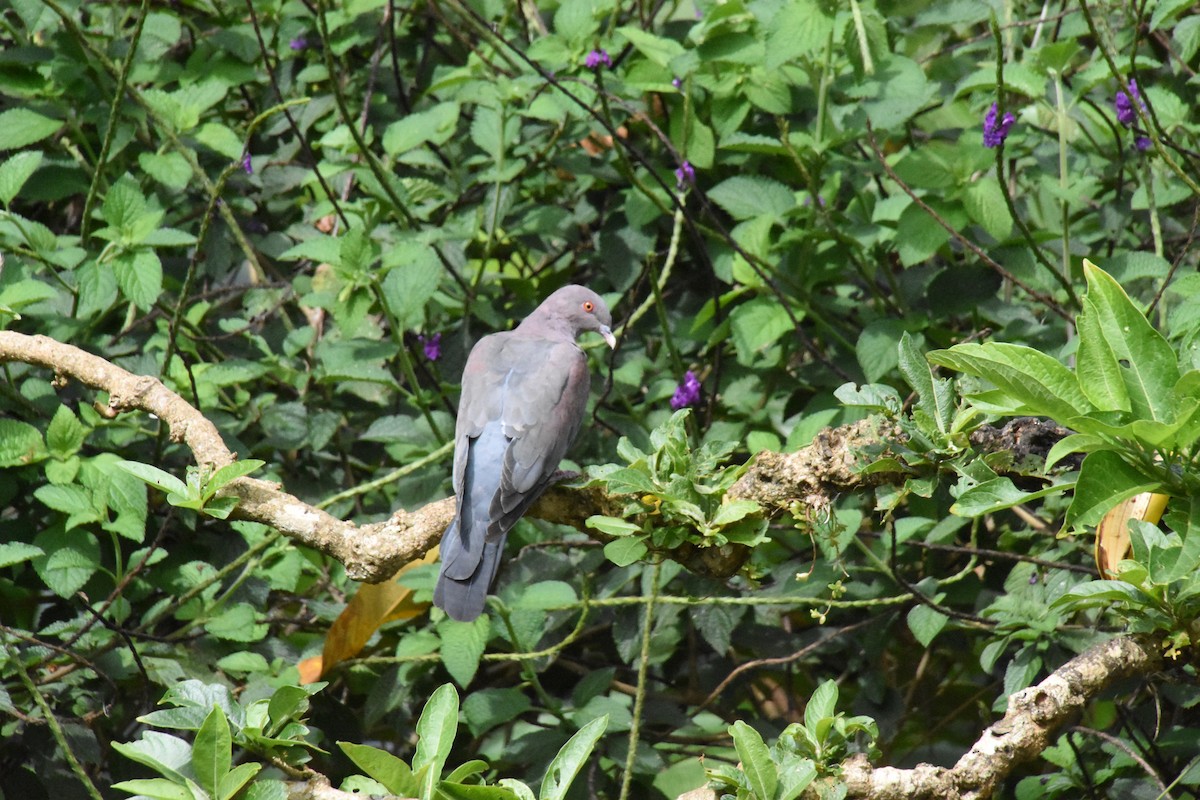 Red-billed Pigeon - ML620638434