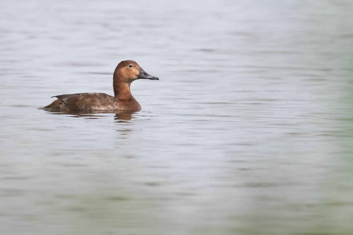 Common Pochard - ML620638436