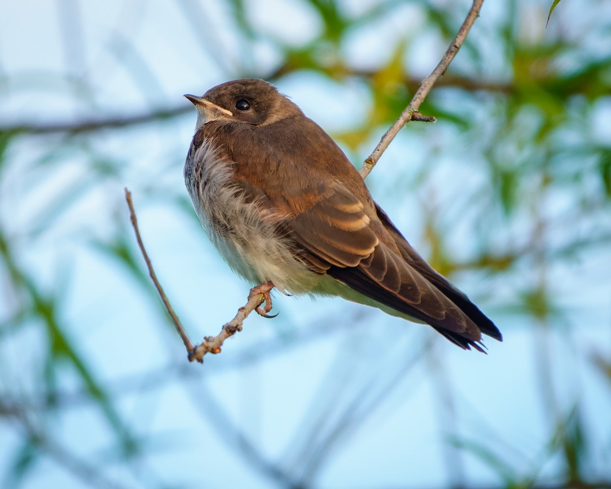 Northern Rough-winged Swallow - ML620638442