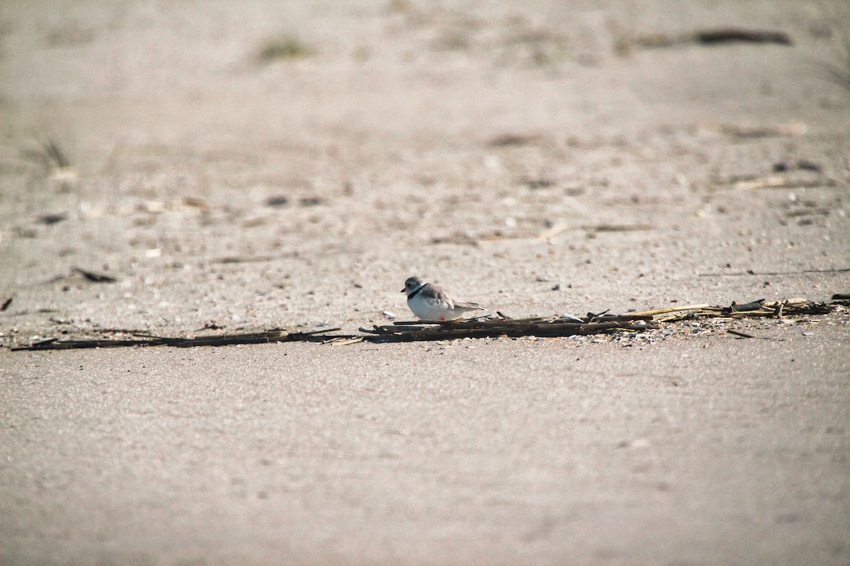 Piping Plover - ML620638447