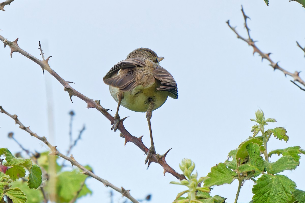 Eastern Olivaceous Warbler - ML620638454