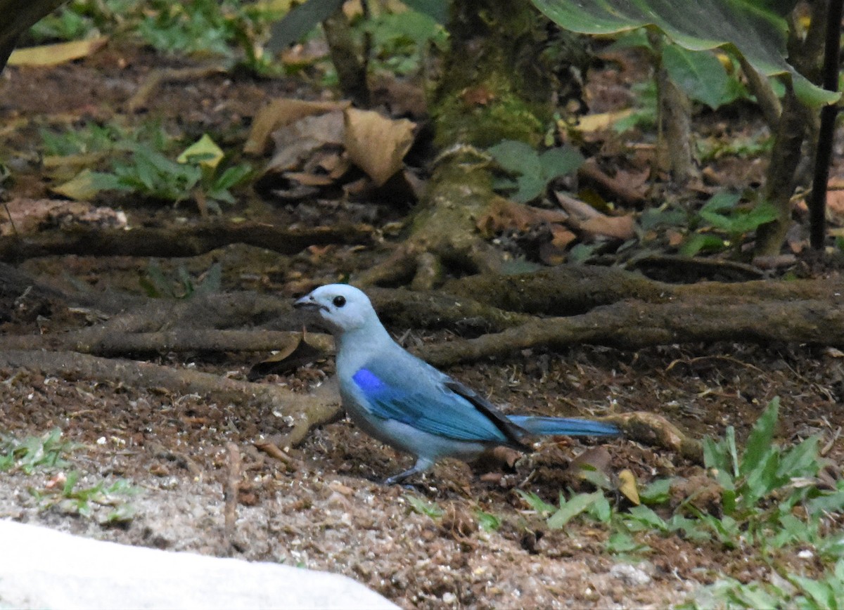 Blue-gray Tanager - ML620638466