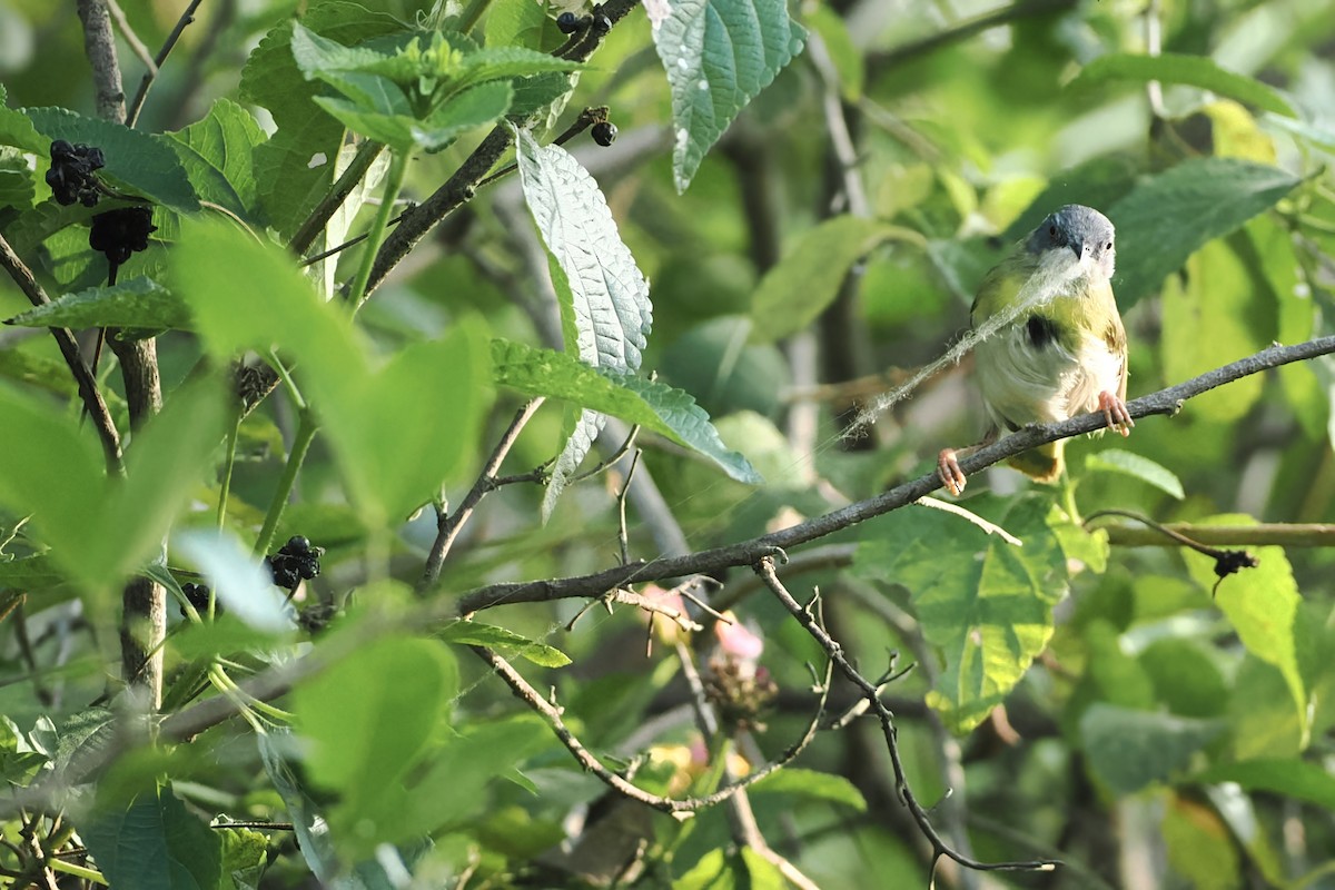 Green-backed Camaroptera - ML620638478