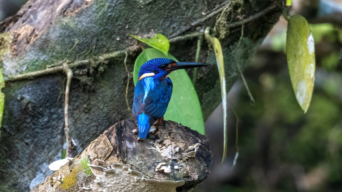 Blue-eared Kingfisher - ML620638487