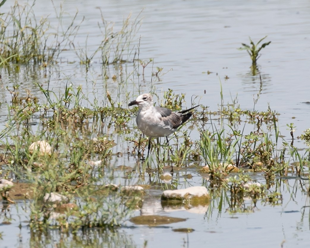 Laughing Gull - ML620638491