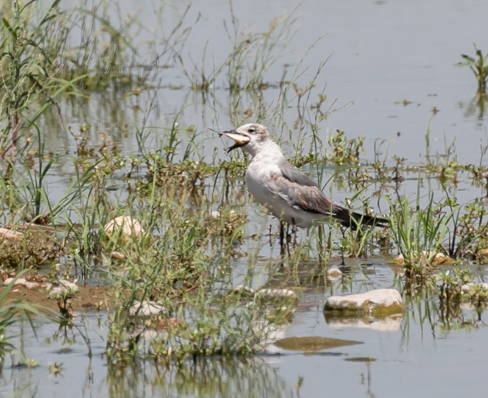 Gaviota Guanaguanare - ML620638492