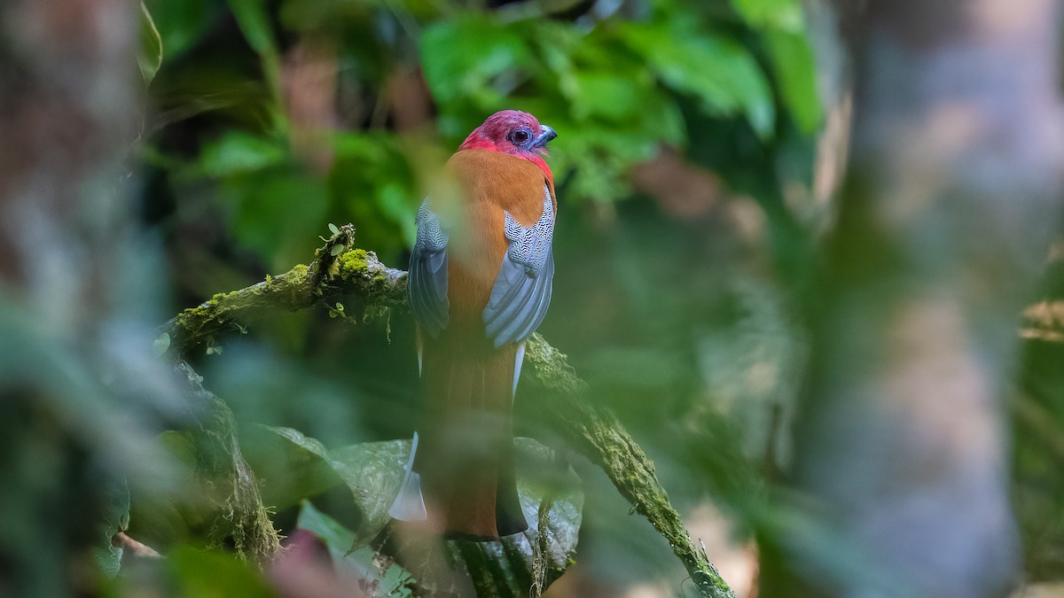 Kırmızı Başlı Trogon - ML620638494