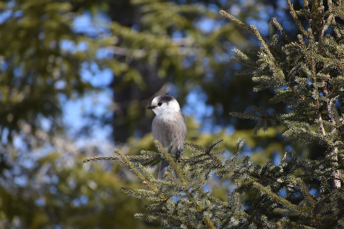 Canada Jay - ML620638497