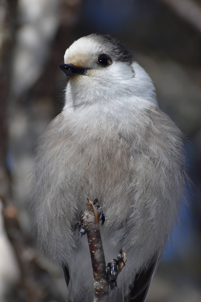 Canada Jay - ML620638498