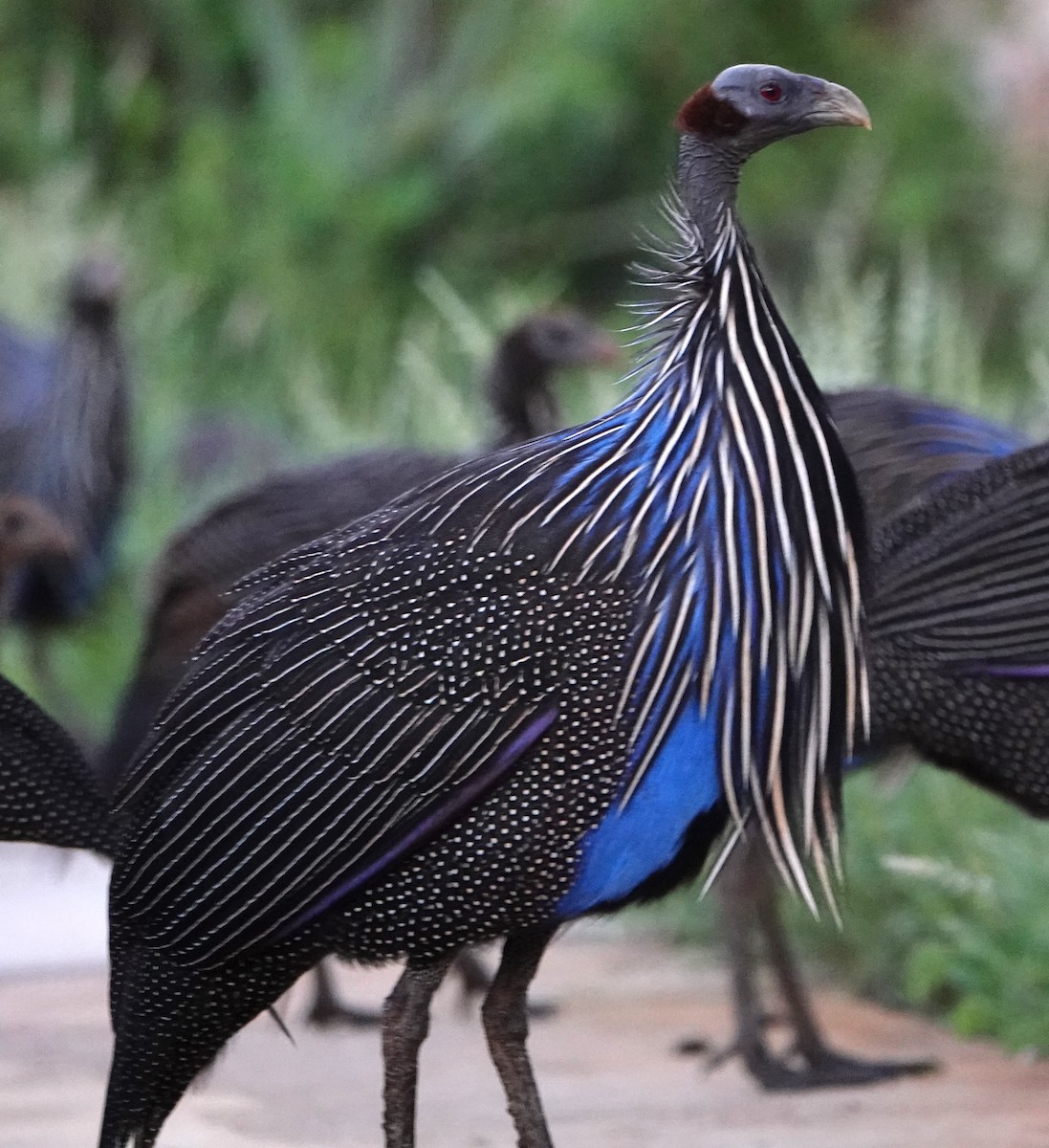 Vulturine Guineafowl - ML620638505