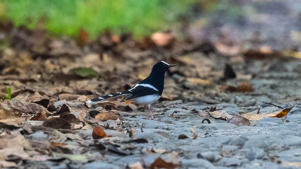 White-crowned Forktail - ML620638508