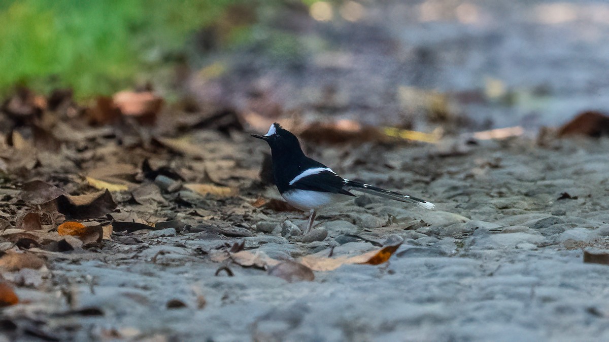 White-crowned Forktail - ML620638509