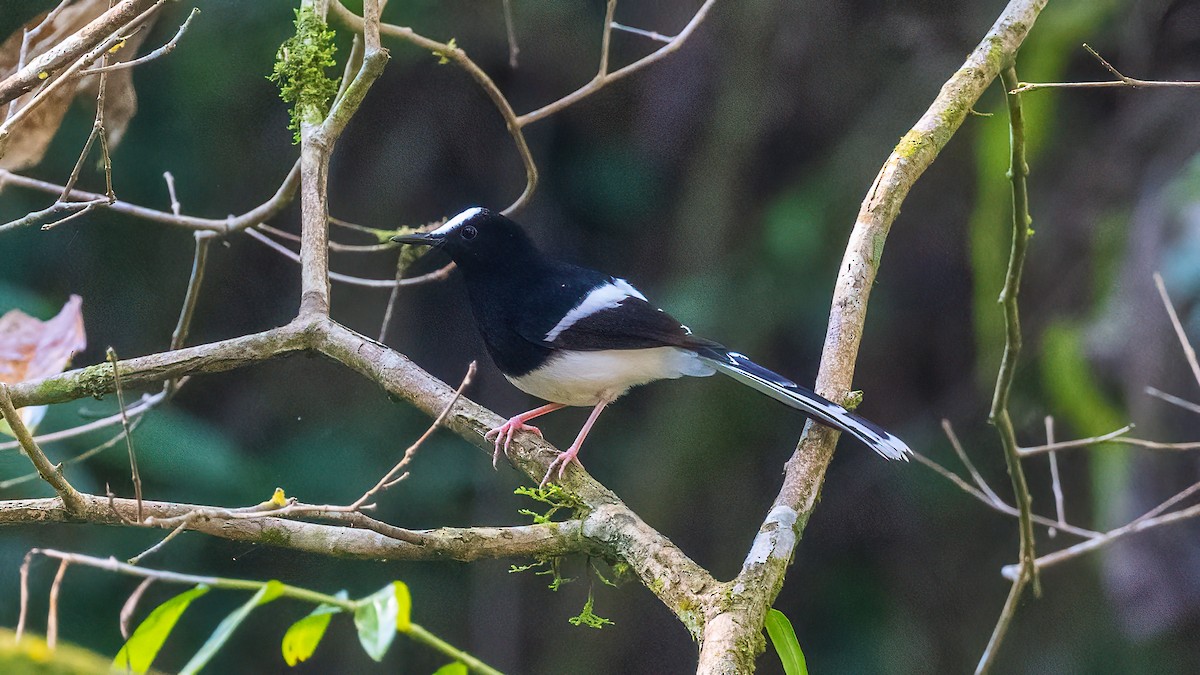White-crowned Forktail - ML620638510