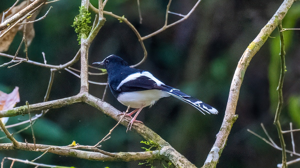 White-crowned Forktail - ML620638511