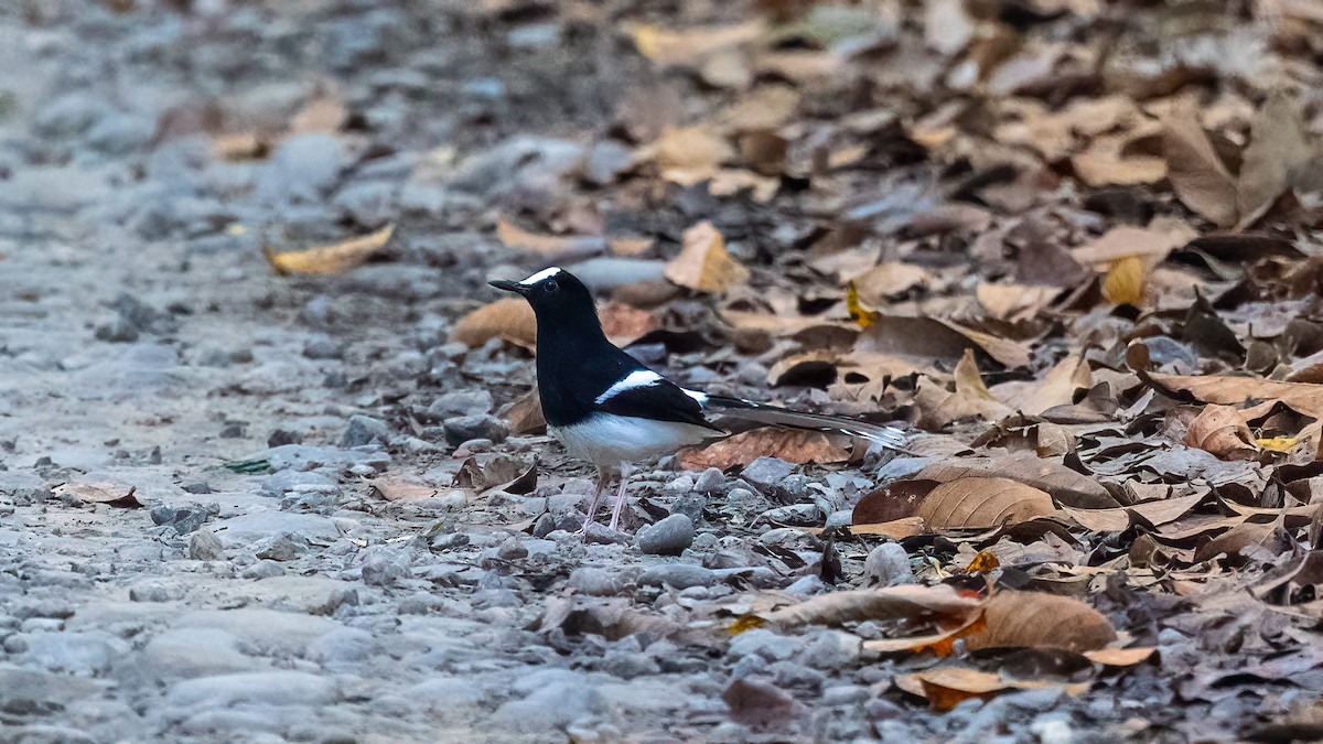 White-crowned Forktail - ML620638512