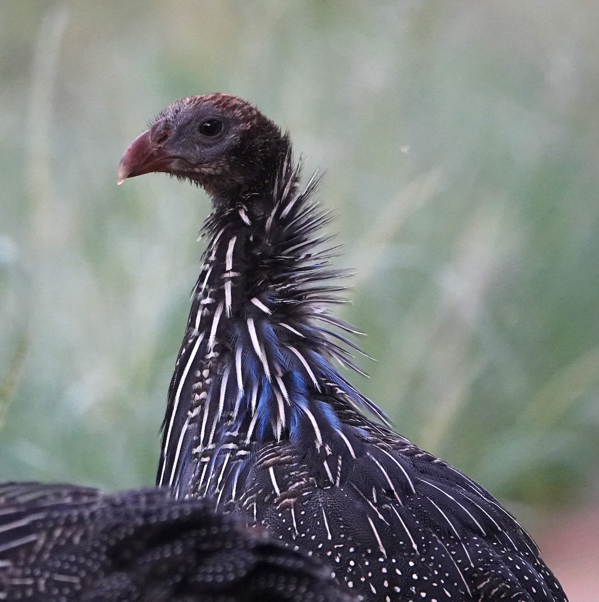 Vulturine Guineafowl - ML620638513