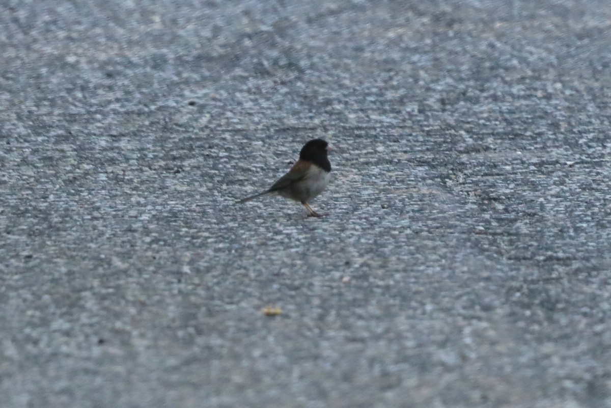 Junco Ojioscuro (grupo oreganus) - ML620638522