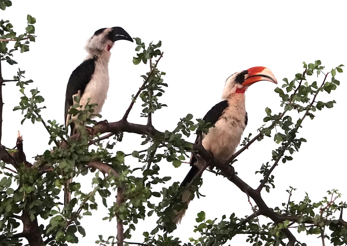 Von der Decken's Hornbill - ML620638524