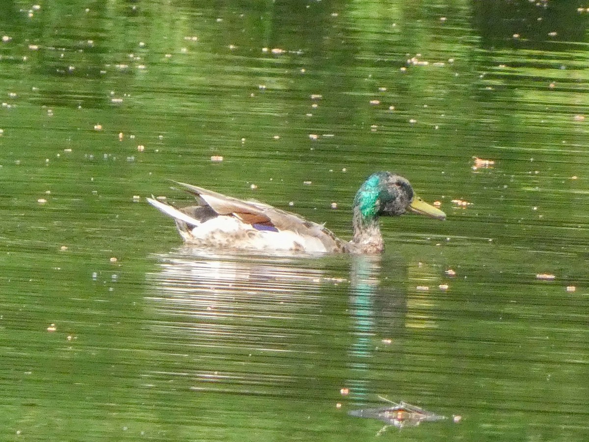 Mallard x American Black Duck (hybrid) - ML620638526