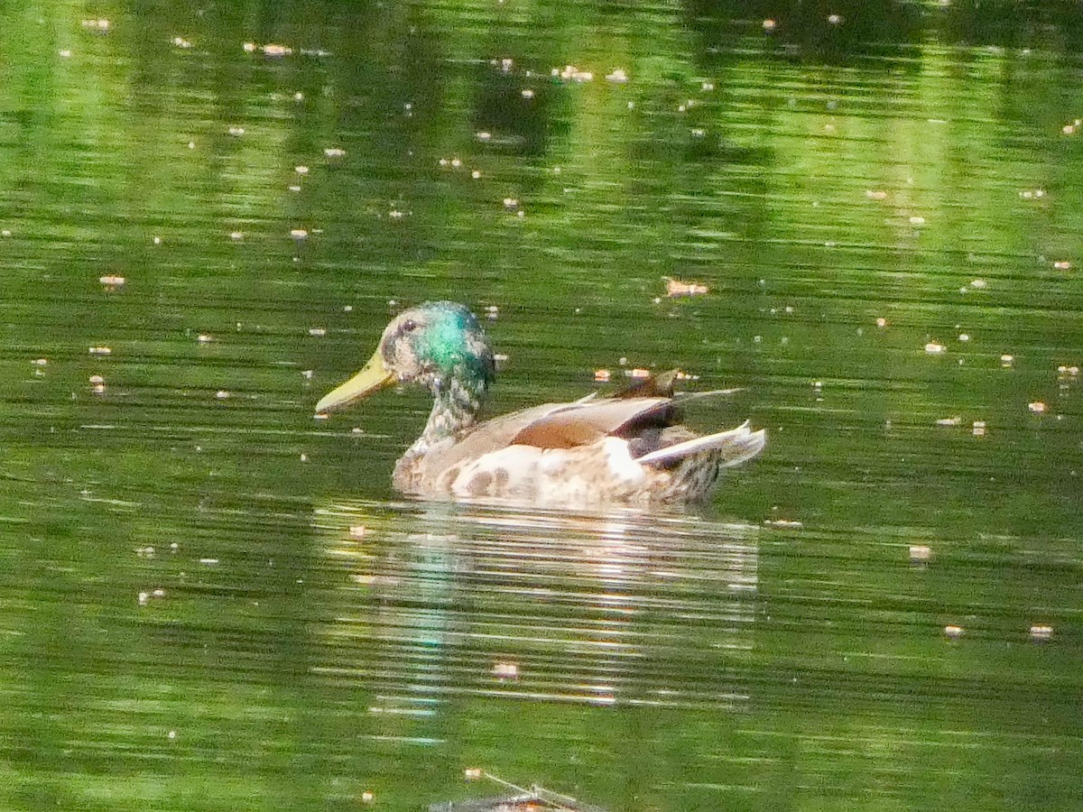 Mallard x American Black Duck (hybrid) - ML620638528