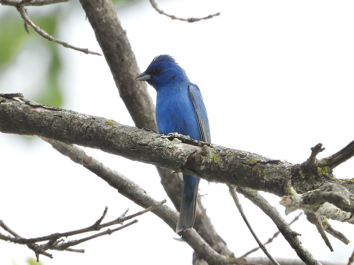 Indigo Bunting - ML620638530