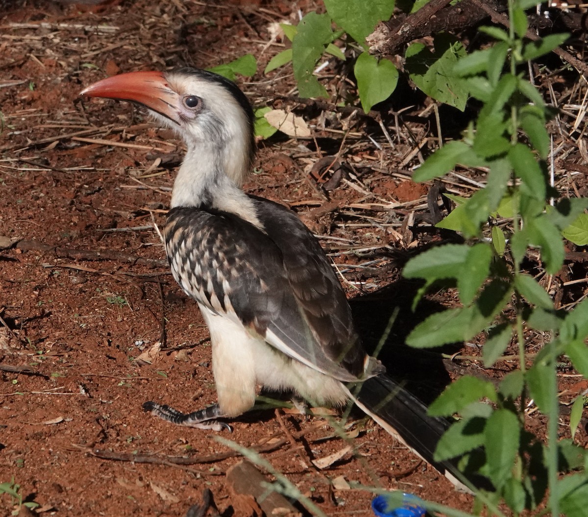 Northern Red-billed Hornbill - ML620638532