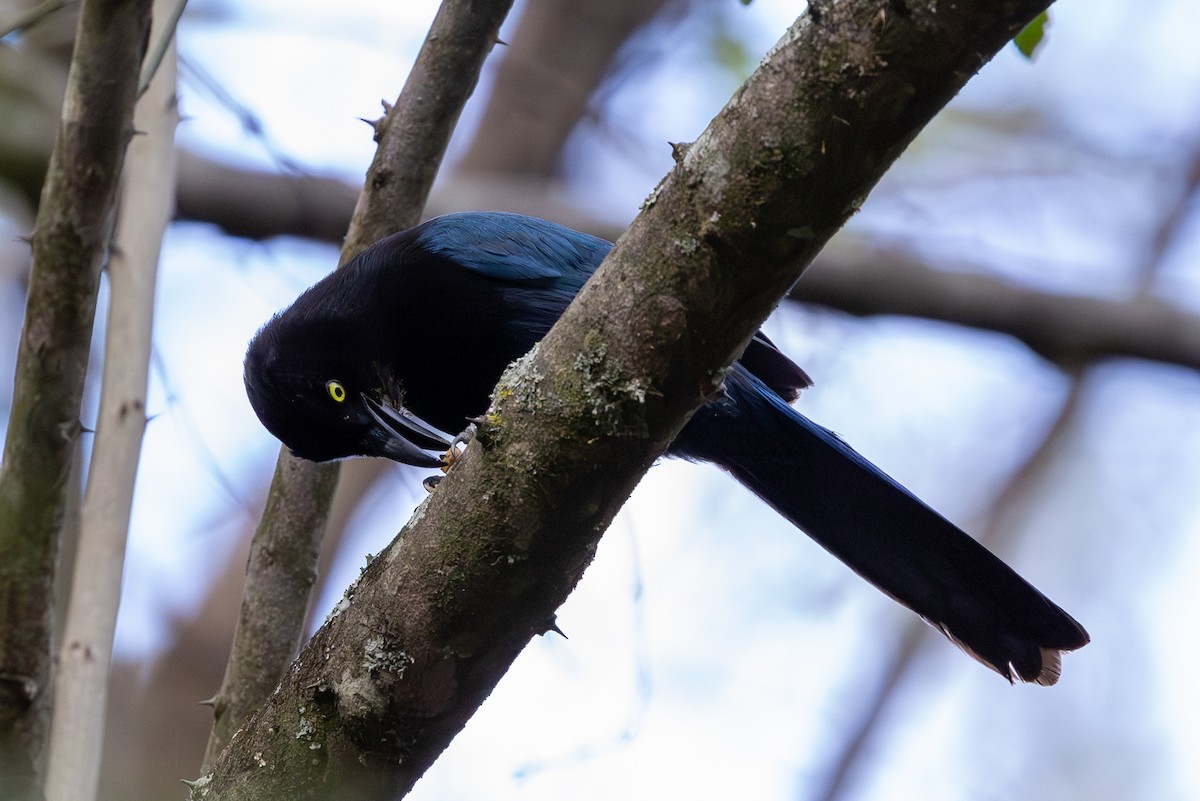 Great-tailed Grackle - ML620638545