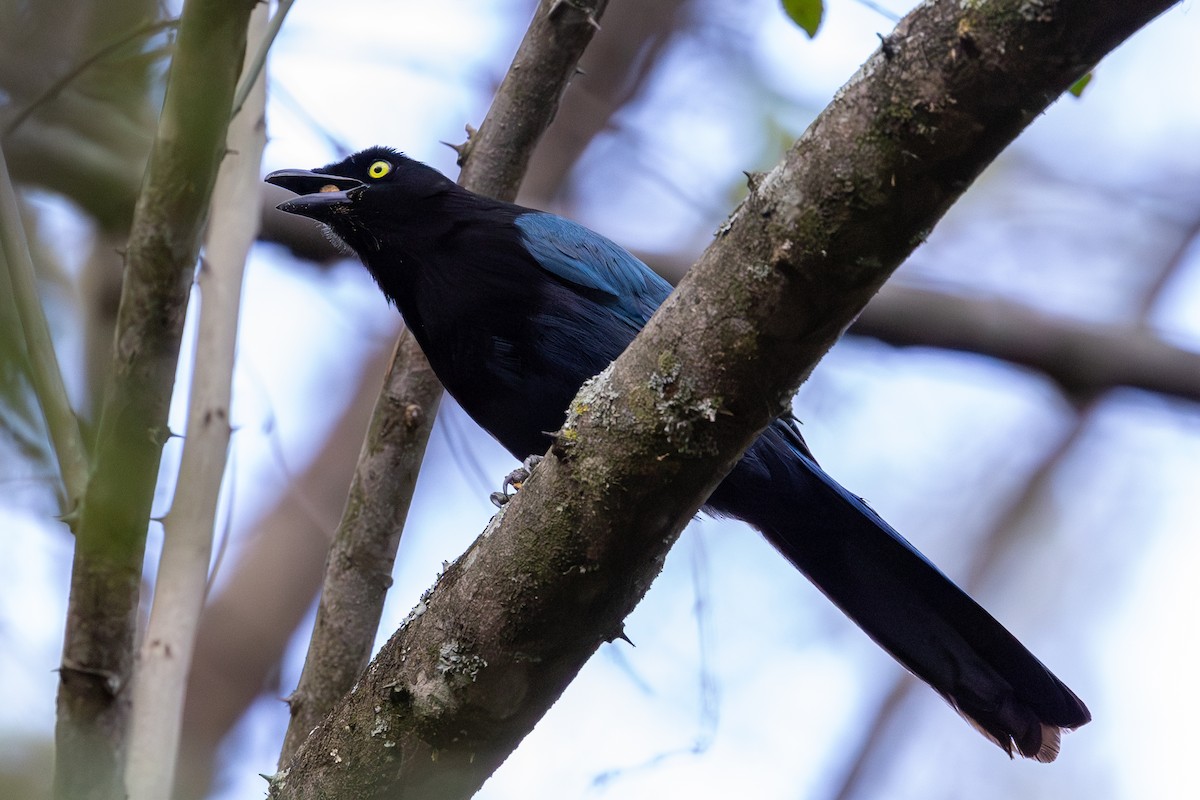 Great-tailed Grackle - ML620638546