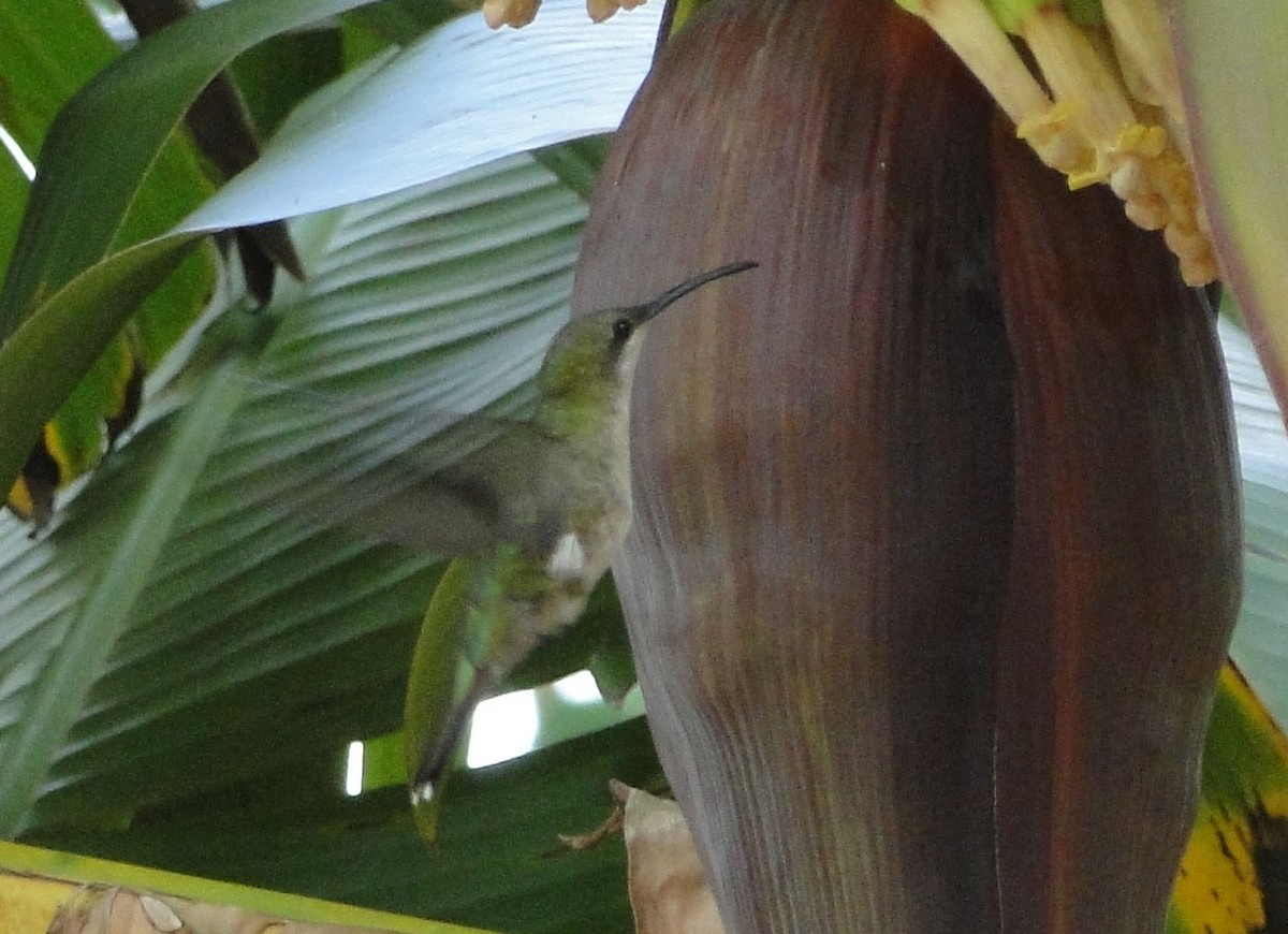 Dominikanermangokolibri - ML620638552