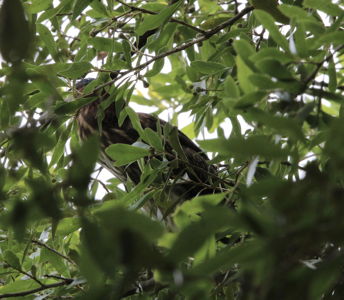 Green Heron - ML620638555