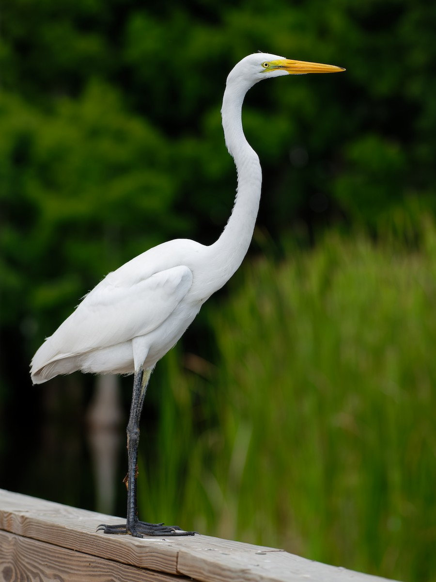 Большая белая цапля (egretta) - ML620638558