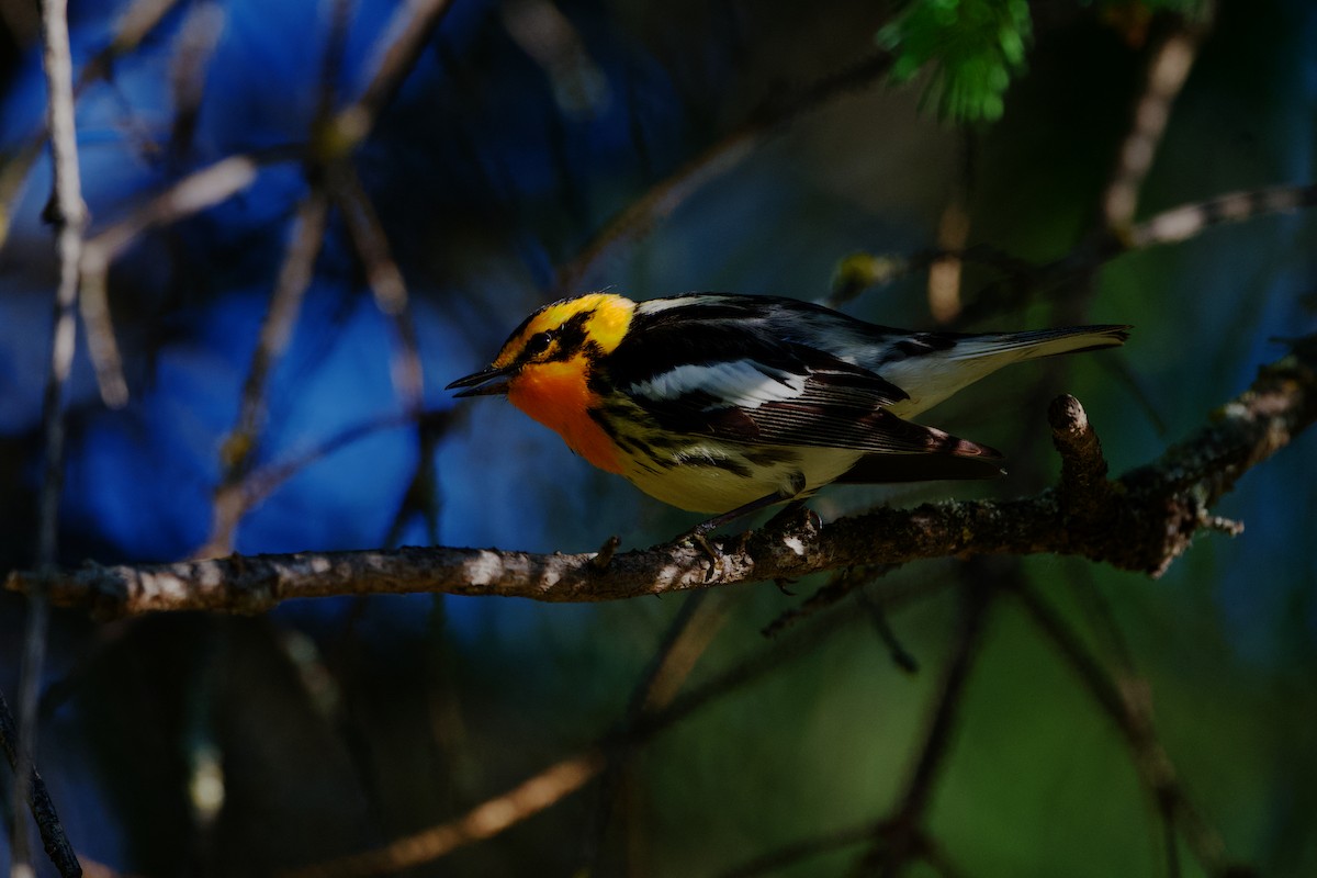 Blackburnian Warbler - ML620638561